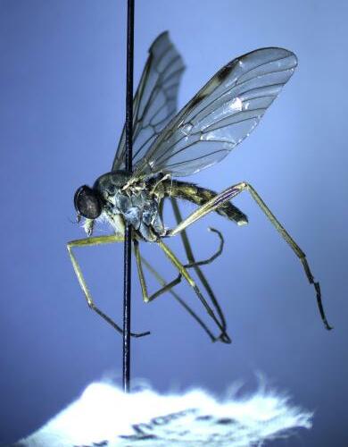 Rhagio maculatus